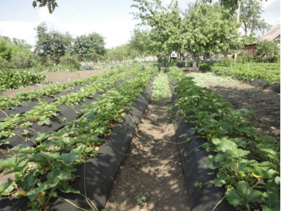 Особливості посадки полуниці під агроволокно