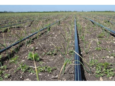 Де використовують крапельну стрічку?