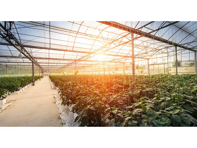 Як приготувати теплицю до сезону?