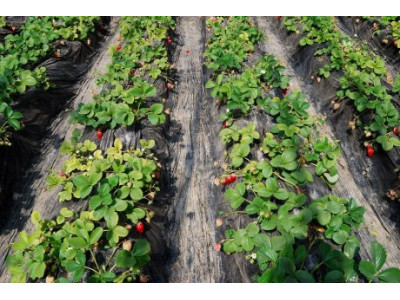 Чим краще мульчувати полуницю?