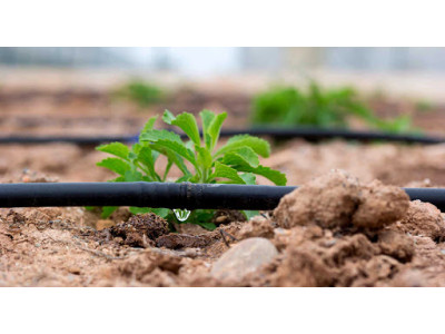 Який полив краще: краплинний чи туман?