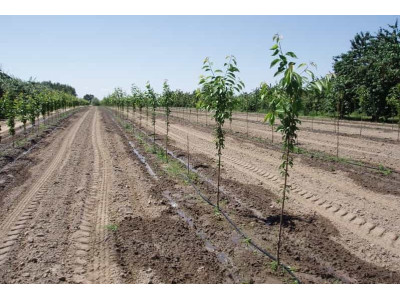 Краплинний полив для саду